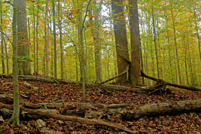 Another from the forest