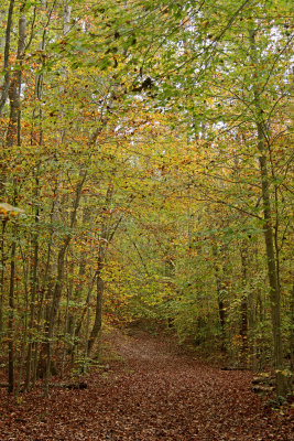 Path in the woods