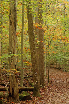 Trees in wood