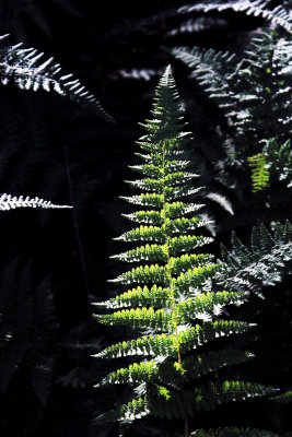 Fern in the wood