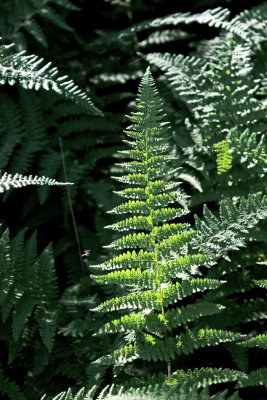 Fern in wood 2