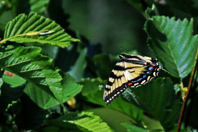 Butterfly 1