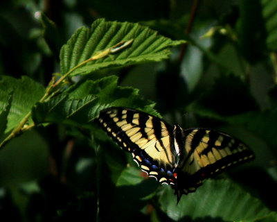 Butterfly up close