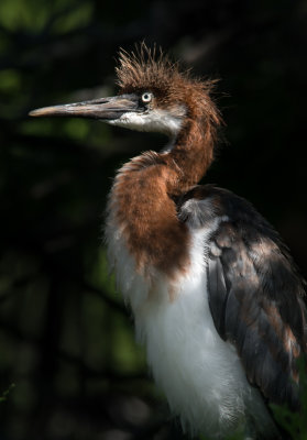 Tricolored Heron