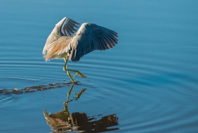 Just Fishing