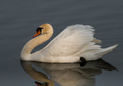 Swan_2020.jpg