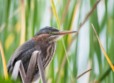 Green Heron