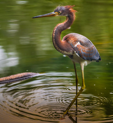 Louisiana Heron