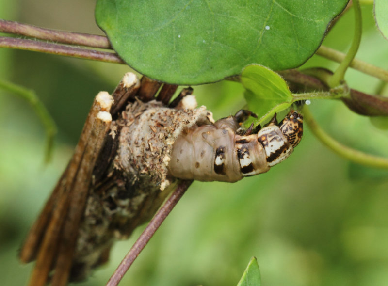 Lepidoptera - Caterpillars (Rupsen)