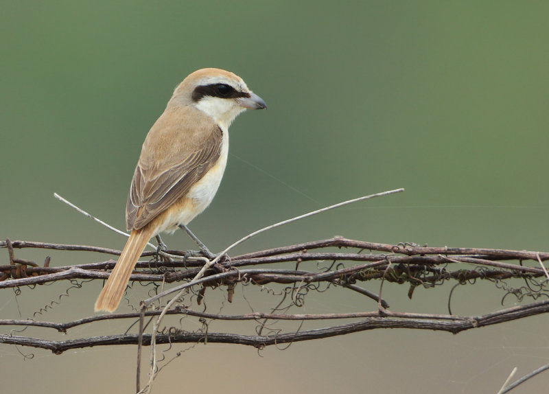 Shrikes - Laniidae