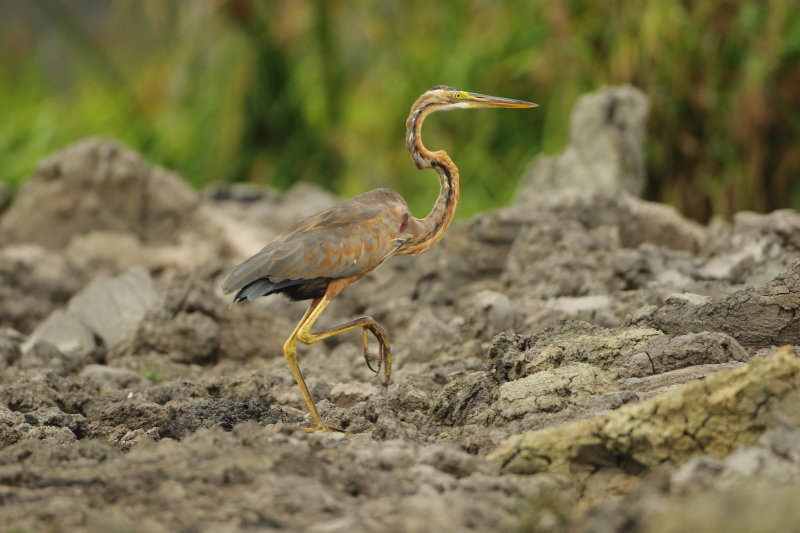 MAP: Purple Heron - Ardea purpurea manillensis