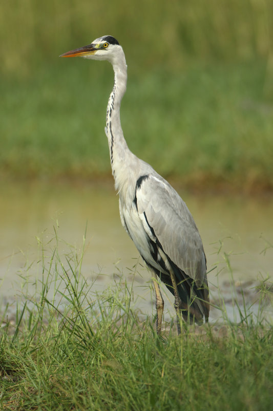 MAP: Grey Heron - Ardea cinerea jouyi 