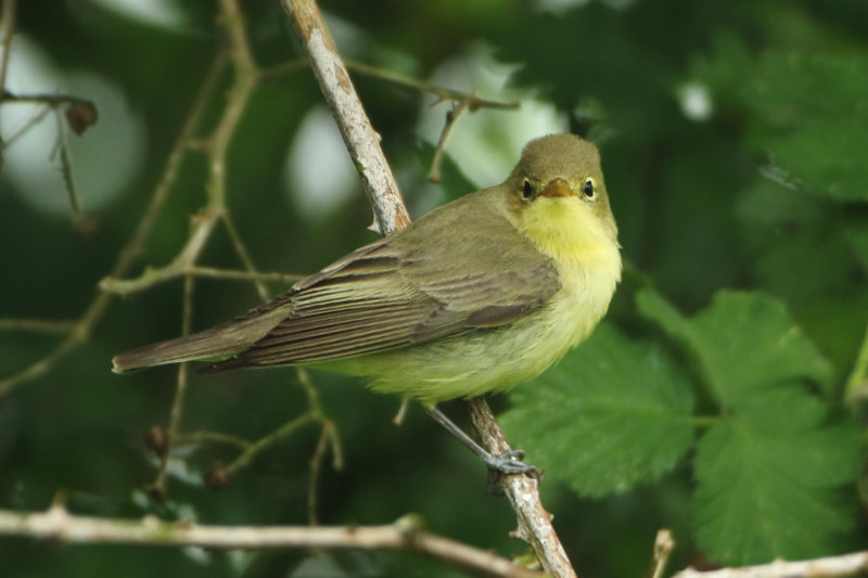 MAP: Icterine Warbler - Hippolais icterina (Spotvogel)