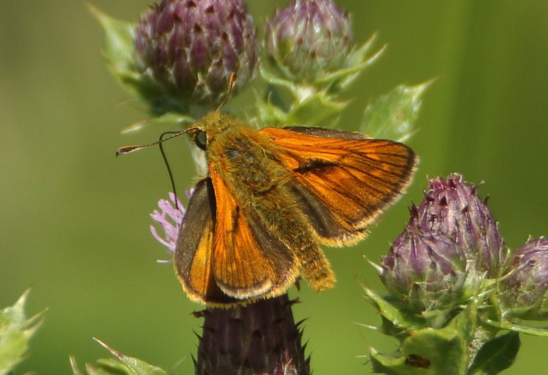 Butterflies (Dagvlinders)