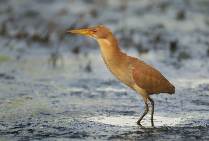 MAP: Cinnamon Bittern - Ixobrychus cinnamomeus