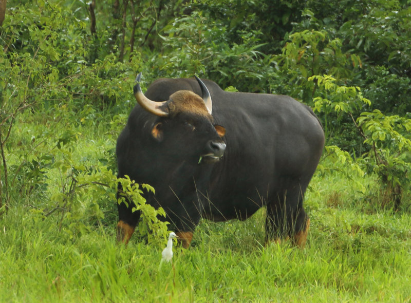 Gaur - Bos gaurus readei