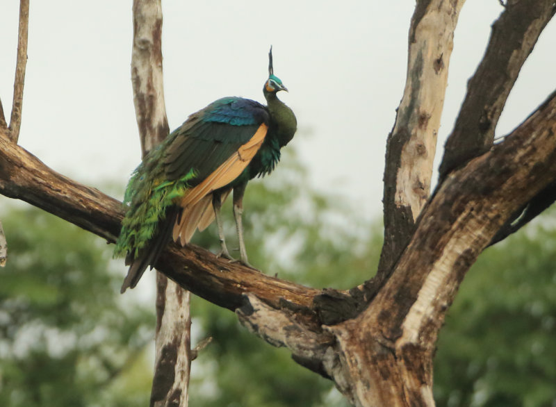 MAP: Green Peafowl - Pavo muticus