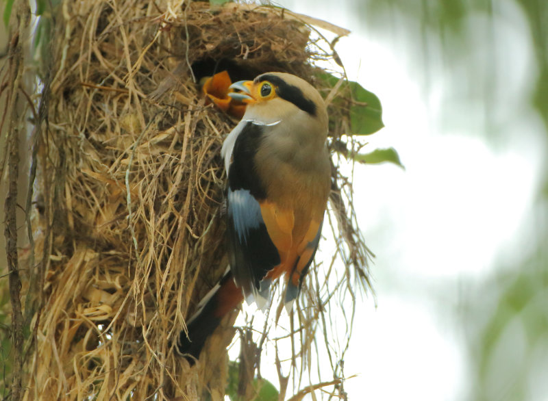 Eurylaimidae - Broadbills