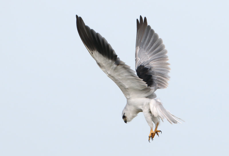 Raptors - Accipitridae (Roofvogels)