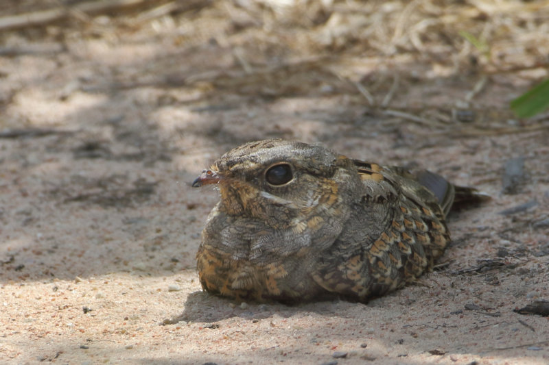 Caprimulgidae - Nightjars
