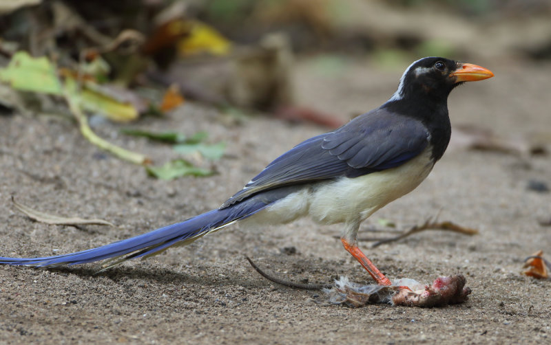 Crows, Jays and Magpies - Corvidae