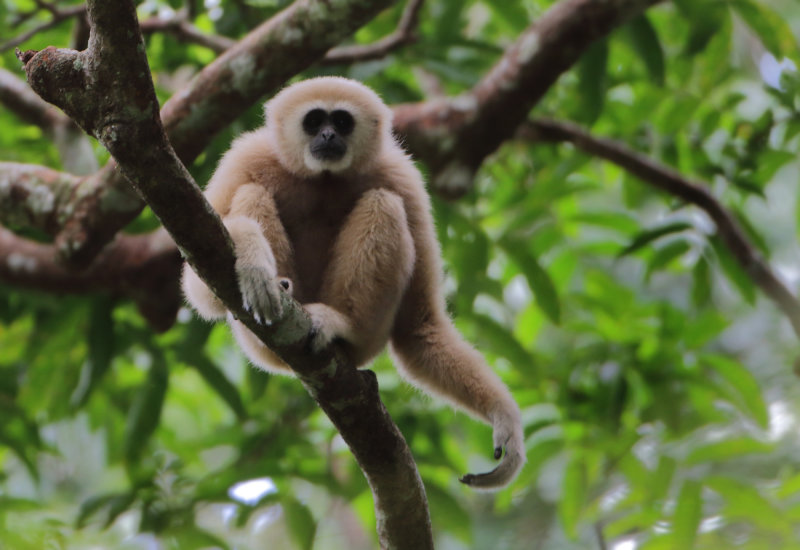 MAMMALS / ZOOGDIEREN