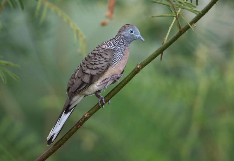 Pigeons and Doves - Columbidae (Duiven)