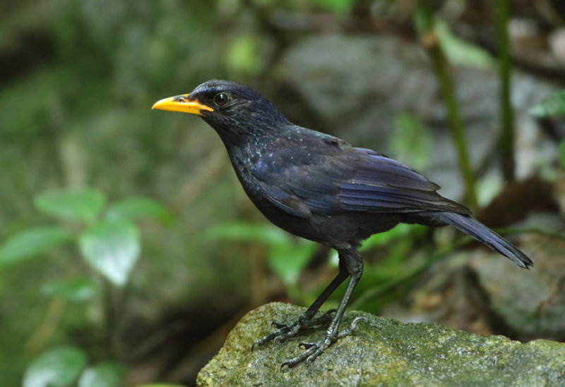 Turdidae - Thrushes