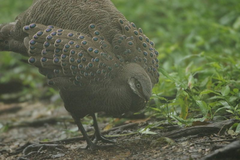 MAP: Grey Peacock-pheasant - Polyplectron bicalcaratum