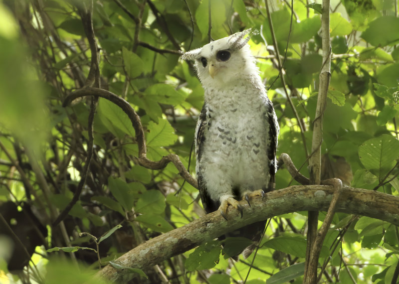 Strigidae - Owls