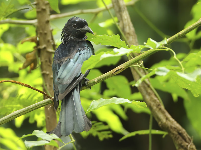 Drongo's - Dicruridae