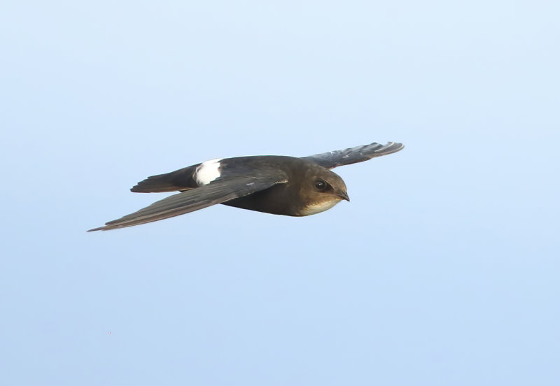 Swifts and Swiftlets - Apodidae (Gierzwaluwen)