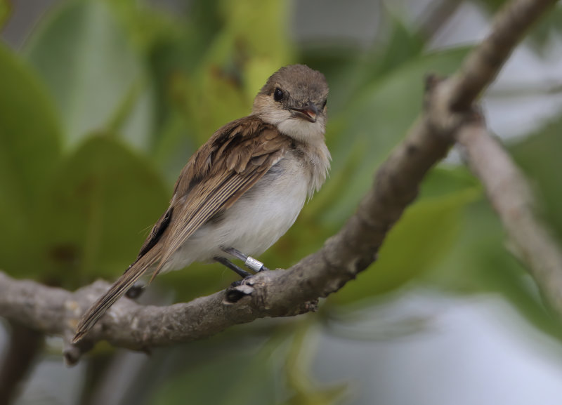 Mangrove Whistlers - Pachycephalidae
