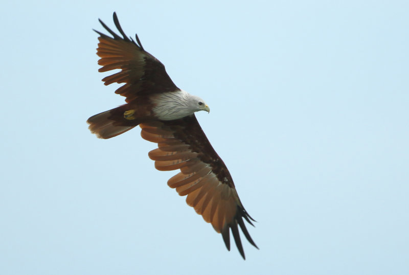 MAP: Brahminy Kite - Haliastur indicus (Brahmaanse Wouw)