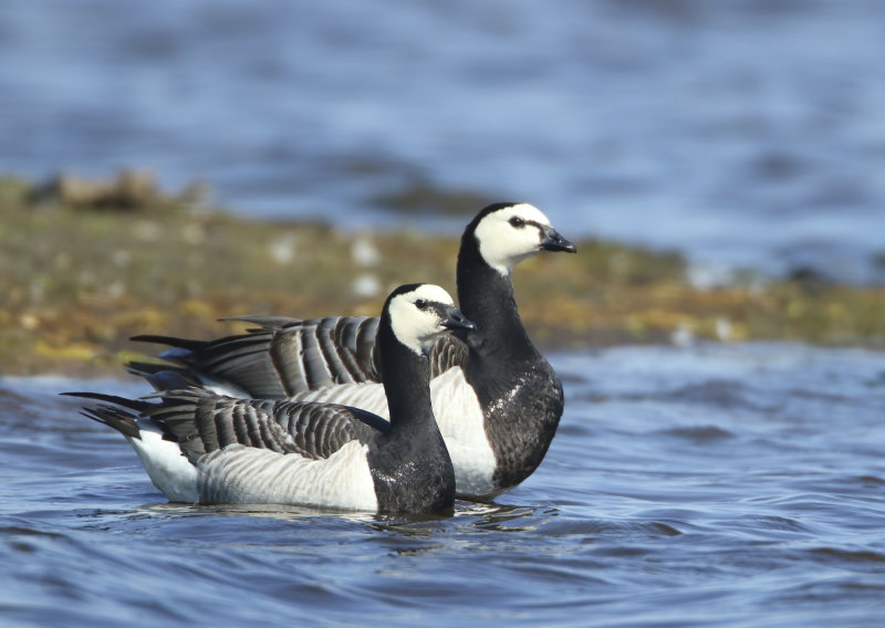 MAP: Barnacle Goose - Branta leucopsis (Brandgans)