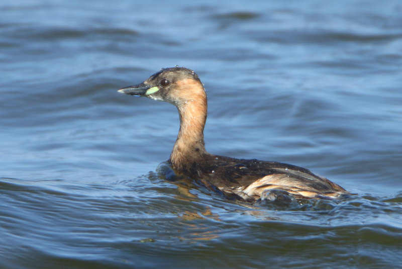 MAP: Little Grebe - Tachybaptes ruficollis (Dodaars)