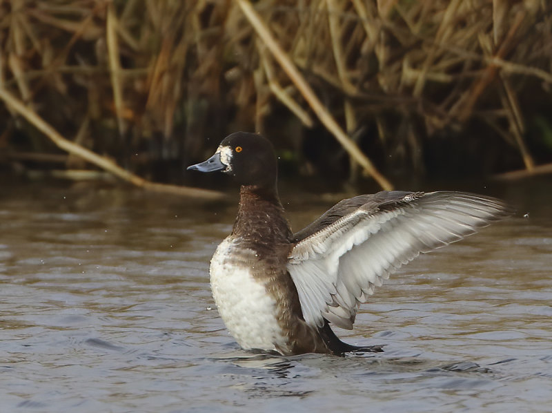 MAP: Tufted Duck - Aythya fuligula (Kuifeend)