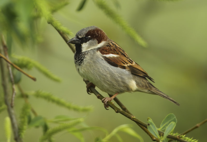 MAP: House Sparrow - Passer domesticus (Huismus)
