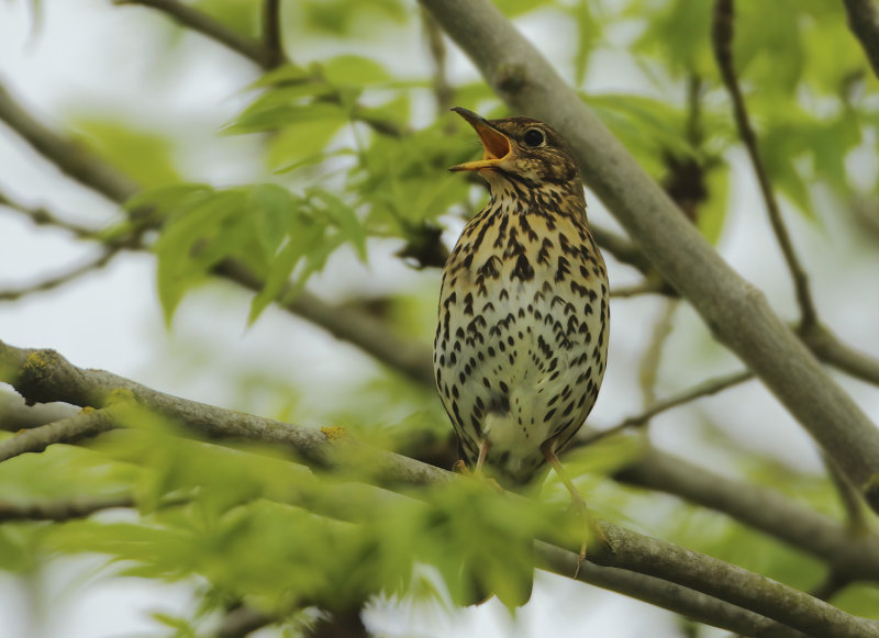 MAP: Song Thrush - Turdus philomelos (Zanglijster)