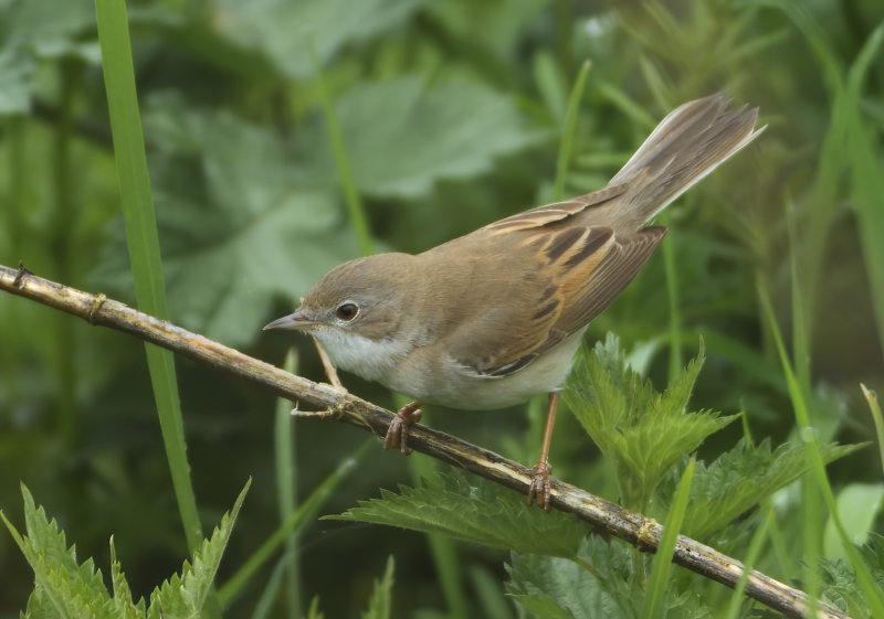 MAP: Common Whitethroat - Sylvia communis (Grasmus)