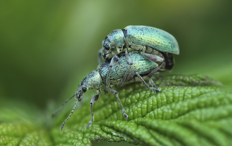 Curculionidae