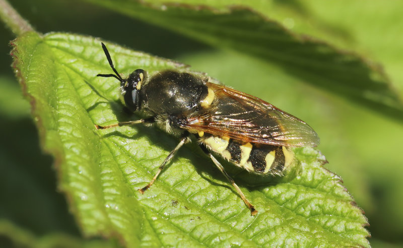 DIPTERA (Vliegen en muggen)
