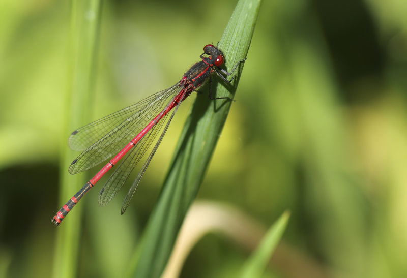 Vuurjuffer - Pyrrhosoma nymphula (Sulzer, 1776) = Large Red Damselfly
