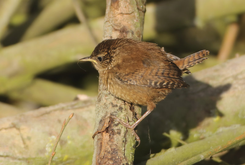 Winter Wren - Troglodytes troglodytes (Winterkoning)