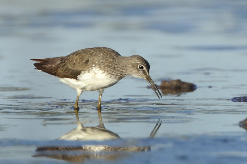 MAP: Green Sandpiper - Tringa ochropus (Witgatje)