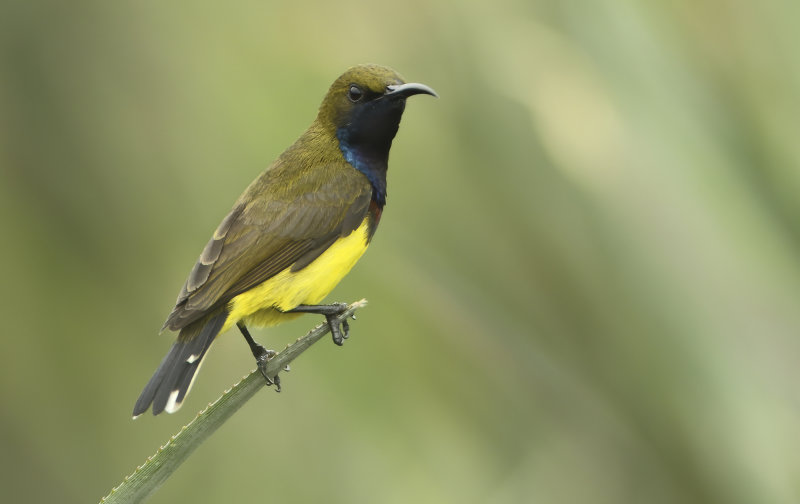 Sunbirds and Spiderhunters - Nectariniidae