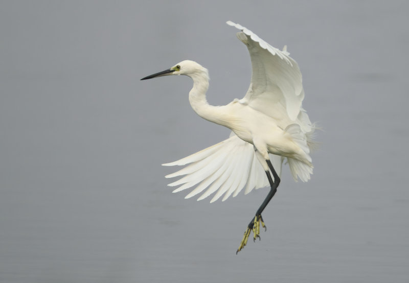 MAP: Little Egret - Egretta garzetta (Kleine Zilverreiger)