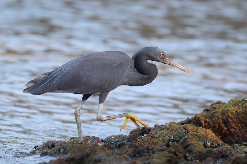Pacific Reef Egret - Egretta sacra (Oostelijke Rifreiger)