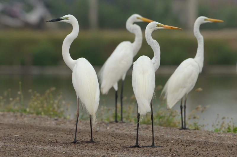 MAP: Eastern Great Egret - Ardea egretta modesta