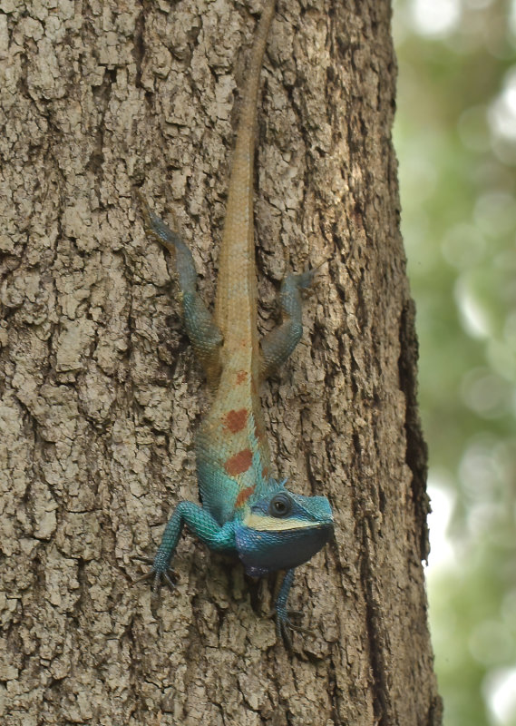 REPTILES - REPTIELEN